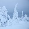 Besneeuwde bomen in fins Lapland van Menno Boermans