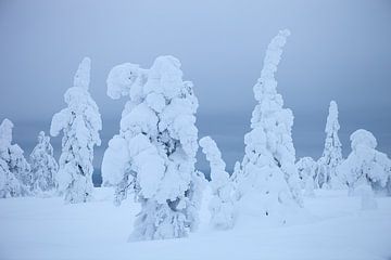 Snowy trees in finnish Lapland by Menno Boermans