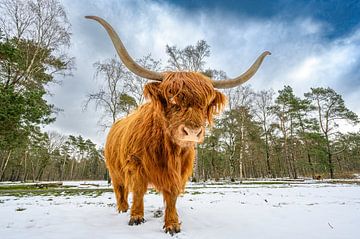 Schotse Hooglander vee in de sneeuw tijdens in het bos van Sjoerd van der Wal