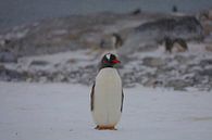 Penguin Antarctica - lll by G. van Dijk thumbnail