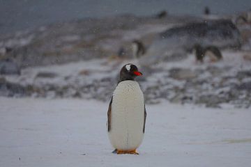 Pinguïn Antarctica - lll van G. van Dijk