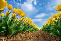 Gele tulpen met blauwe lucht