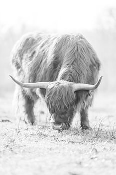 Schotse Hooglander zwart wit