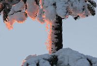 Zonsondergang in de sneeuw