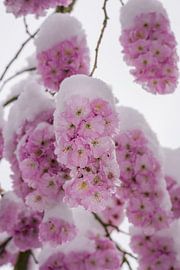 Snow covered pink cherry blossoms by ManfredFotos