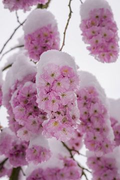 Sneeuwroze kersenbloesems van ManfredFotos