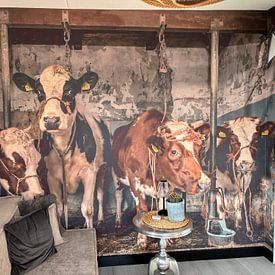 Customer photo: Dutch cows in an old barn by Inge Jansen, as wallpaper