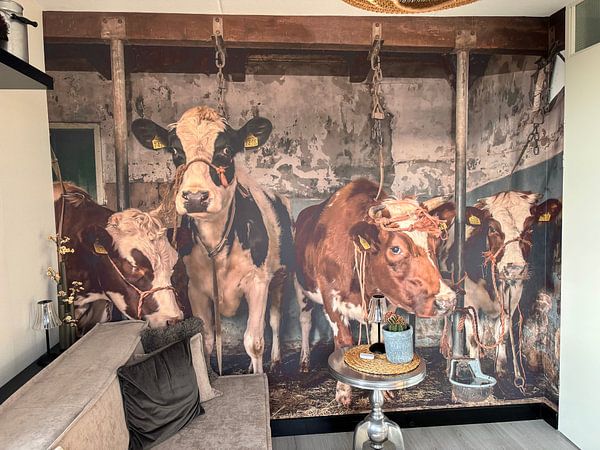 Vaches dans une ancienne étable