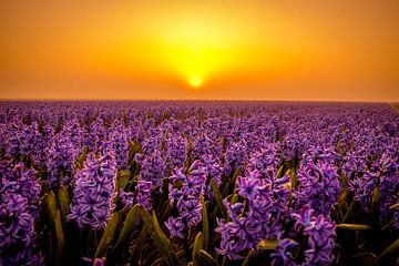 Violetter Sonnenaufgang 2 von peterheinspictures