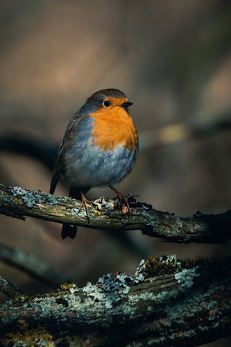Robin assis sur une branche