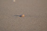 Schelp op strand