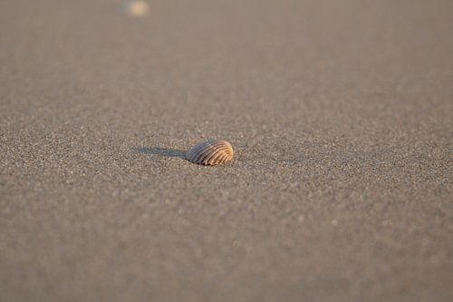Coquillage sur la plage