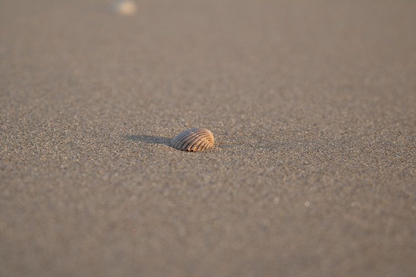 Coquillage sur la plage par Arno Rakers