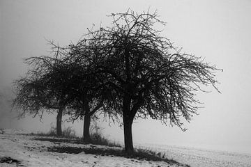 Baumallee in Schwarzweiß im Winter