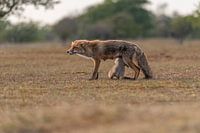 Suckling mother fox