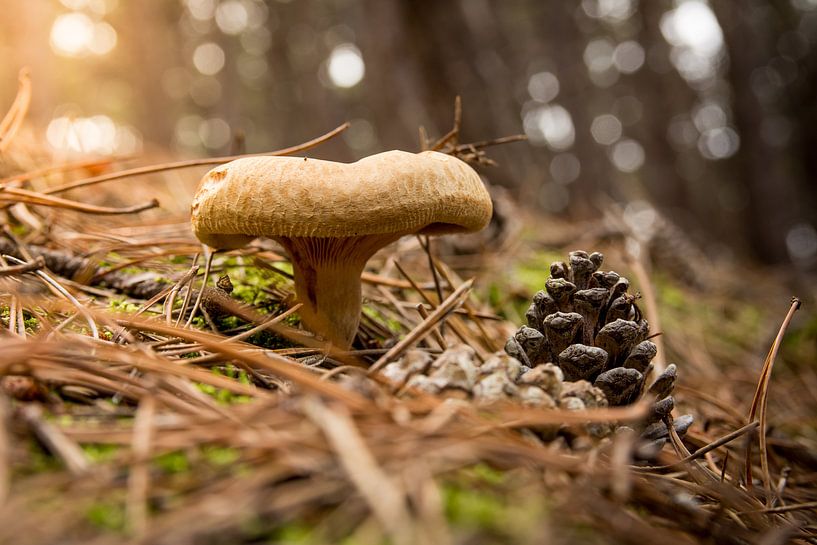 paddestoel in het bos 2015 02 par Arjen Schippers