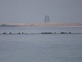 Schwimmende Robben von Maarten Kaales