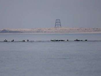 Spartelende zeehonden