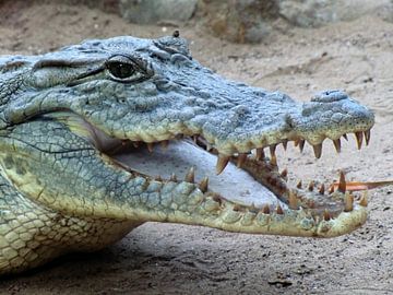 Krokodil close-up van Ivo Schuckmann