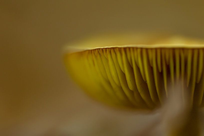 "Der goldene Hut im schattigen Wald" von Natascha Worseling
