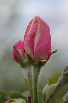Prachtige close up van de roze bloesem van een appelboom