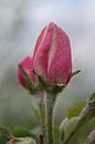 Prachtige close up van de roze bloesem van een appelboom van Patrick Verhoef thumbnail