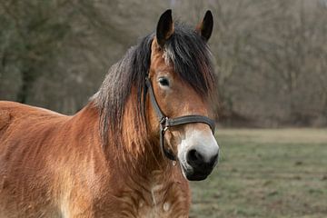 portrait d'un cheval, un cheval de trait belge sur M. B. fotografie