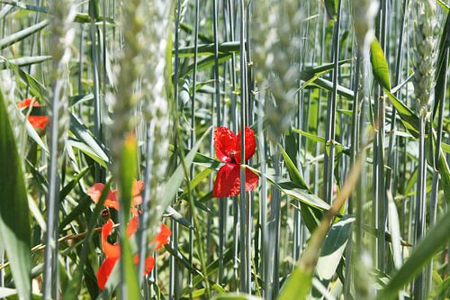 Le Coquelicot