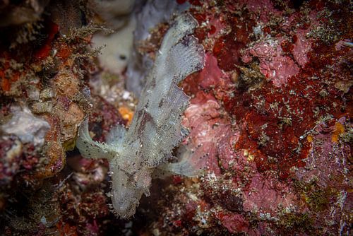 Leaf scorpionfish @ Komodo, Indonesia