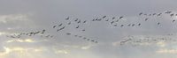 Canadese gans, brandgans