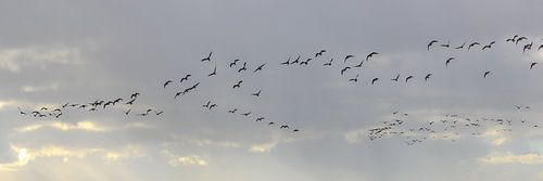 Canadese gans, brandgans