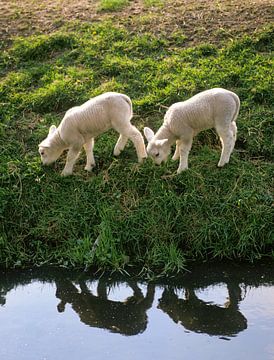 Two lambs in the grass and reflection in the water by Frans Rombout