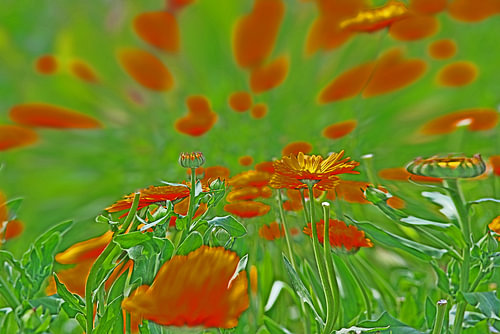 Morning Glow – Marigolds in the Spotlight