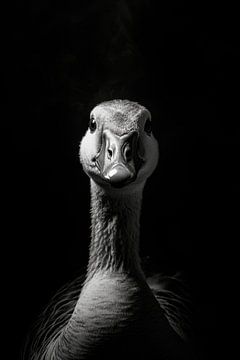 Gans van Poster Art Shop