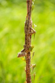Drache | Eidechse in einem Zweig mit grünem Hintergrund von Oscar de Haan