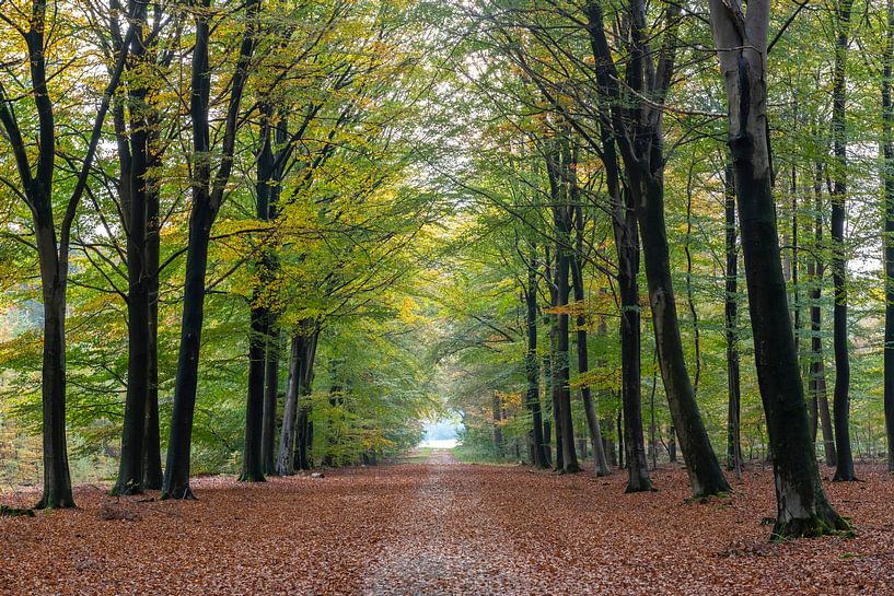 Forest in autumn colours by Richard Gilissen
