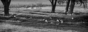 schapen in de schaduw van grote bomen
