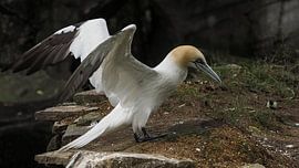 Gannet by Loek Lobel