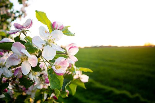 Lentebloesem bij Zonsondergang