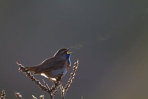 Bluethroat chantant à contre-jour sur Menno van Duijn