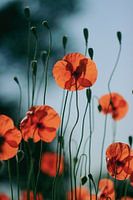 Mohnblumen III