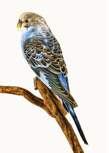 Rariteitenkabinet_Vogel_04