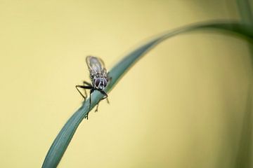 bereit zum Abflug! von MdeJong Fotografie