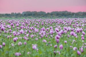 lila Mohnblumen im Sonnenuntergangslicht