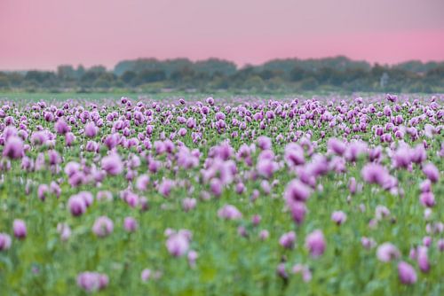 Paarse klaprozen in het licht van de zonsondergang