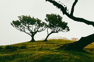 Duo van bomen in Lagoa do Fanal I | Landschap | Madeira van Daan Duvillier | Dsquared Photography