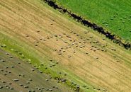 Ganzen vliegen boven Zuid Hollands landschap met slootjes en weide van Sky Pictures Fotografie thumbnail