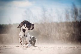 Le Grand Danois dans le sable sur Lotte van Alderen