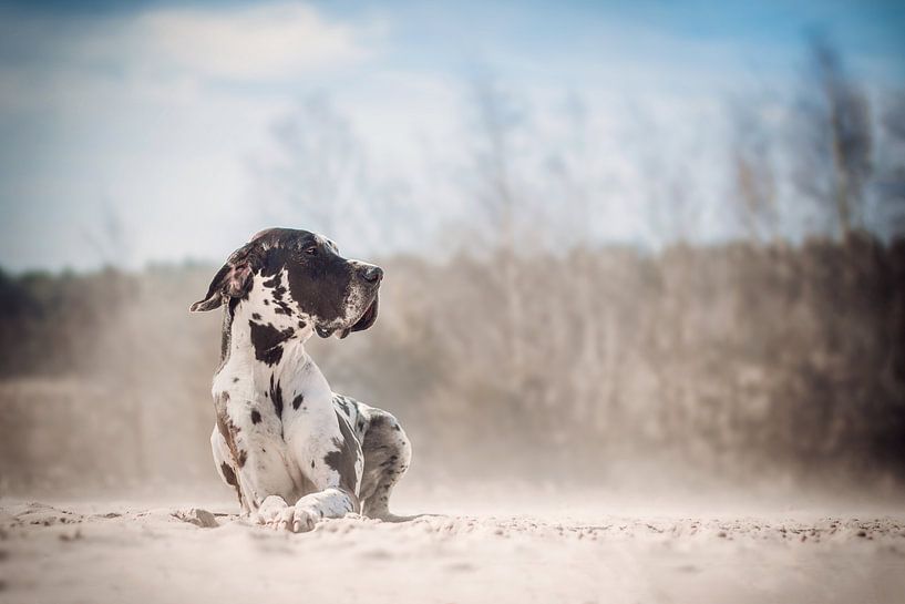 Duitse dog in het stuiven zand van Lotte van Alderen