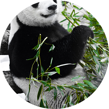 Panda zit languit met een grote bamboetak in zijn poten. van Michael Semenov